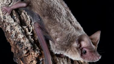 The Southern Free-tailed Bat