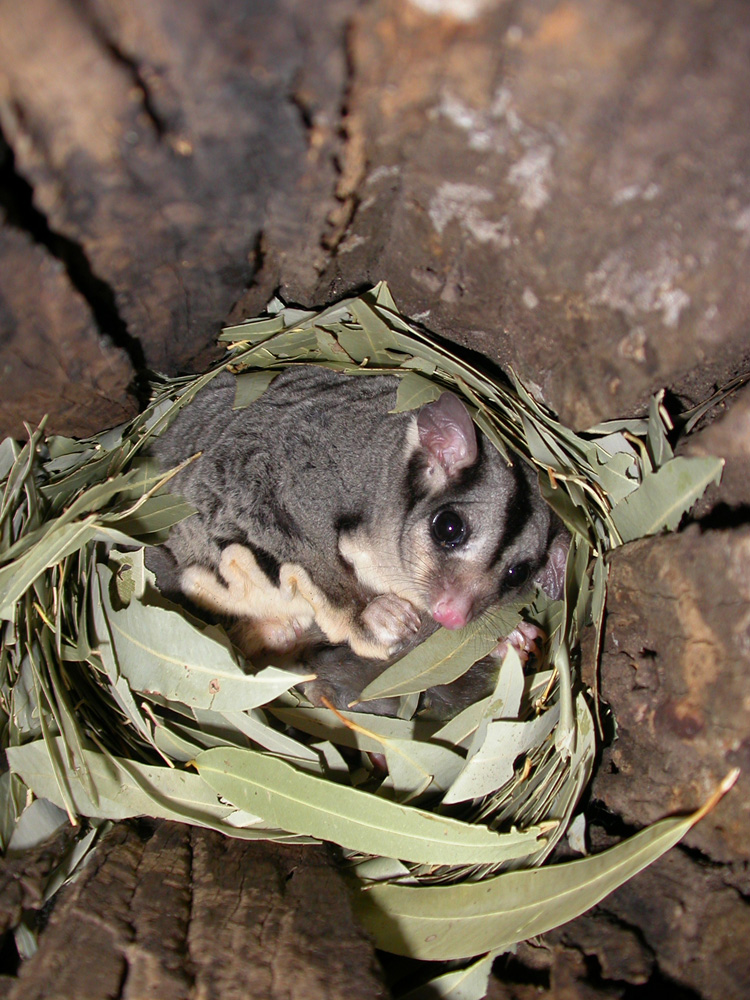 Possum in a nest by Phil Spark