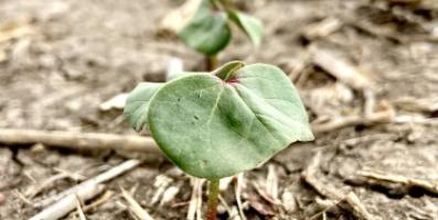 event tile